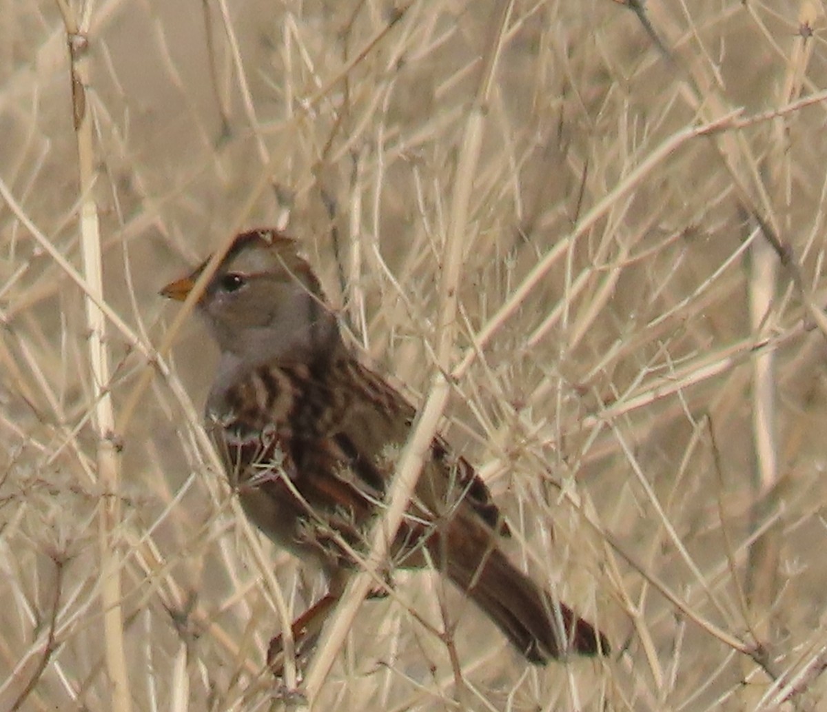 White-crowned Sparrow - Gretchen Framel