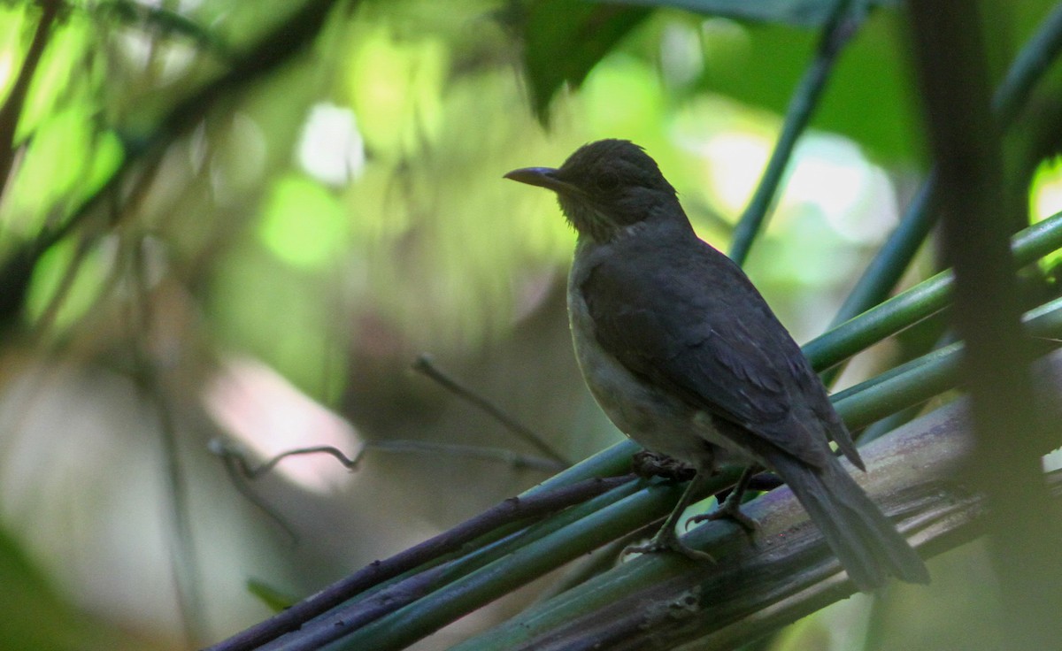 Creamy-bellied Thrush - ML40756441