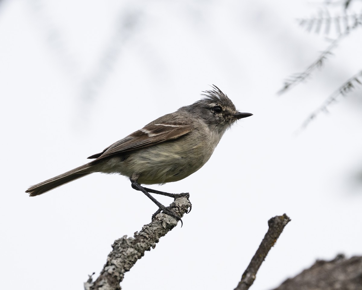 White-crested Tyrannulet (Sulphur-bellied) - Andrés Candia