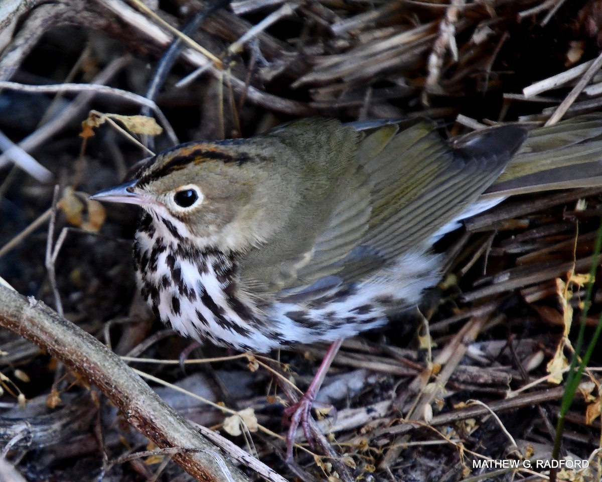 Ovenbird - Mathew Radford