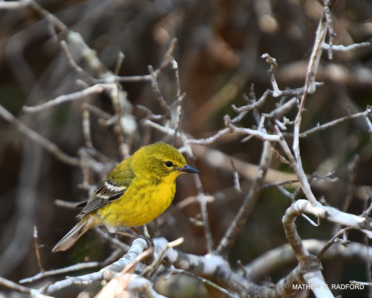 Pine Warbler - ML407565021