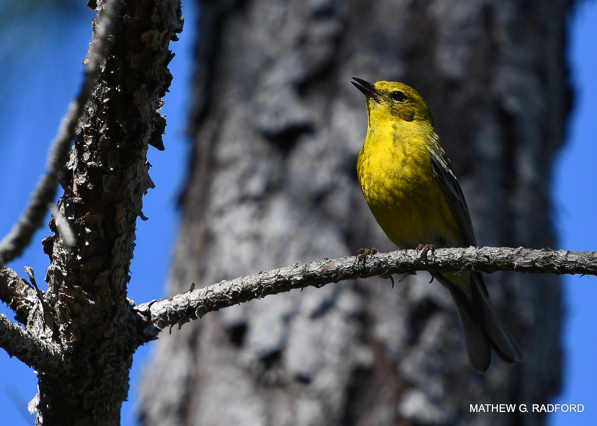 Pine Warbler - Mathew Radford