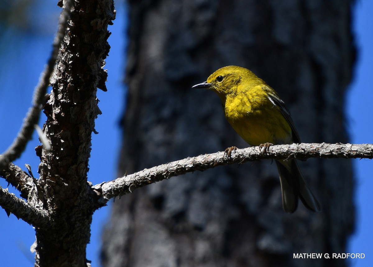 Pine Warbler - ML407565061