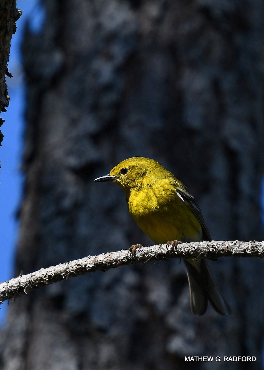 Pine Warbler - Mathew Radford