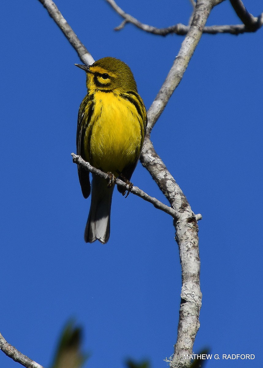 Prairie Warbler - ML407565091