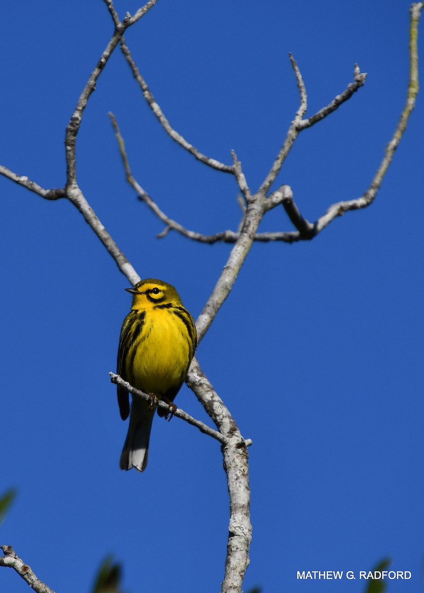 Prairie Warbler - ML407565141