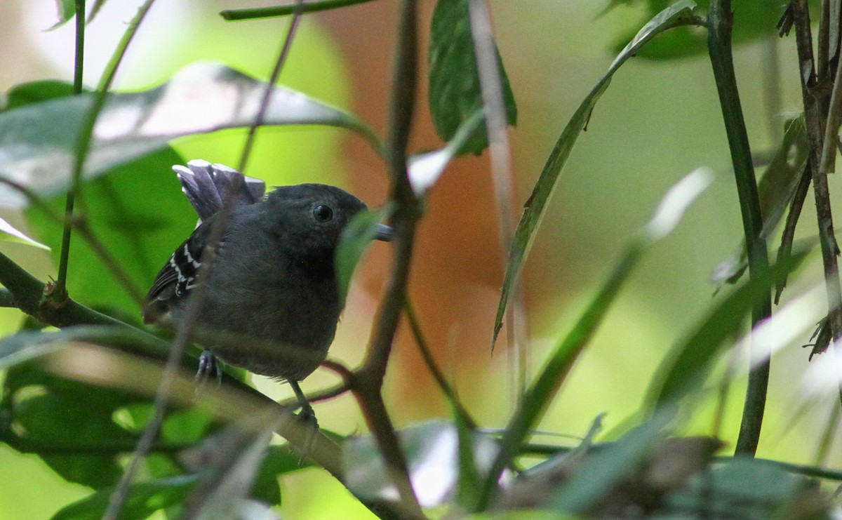 Band-tailed Antbird - ML40756521