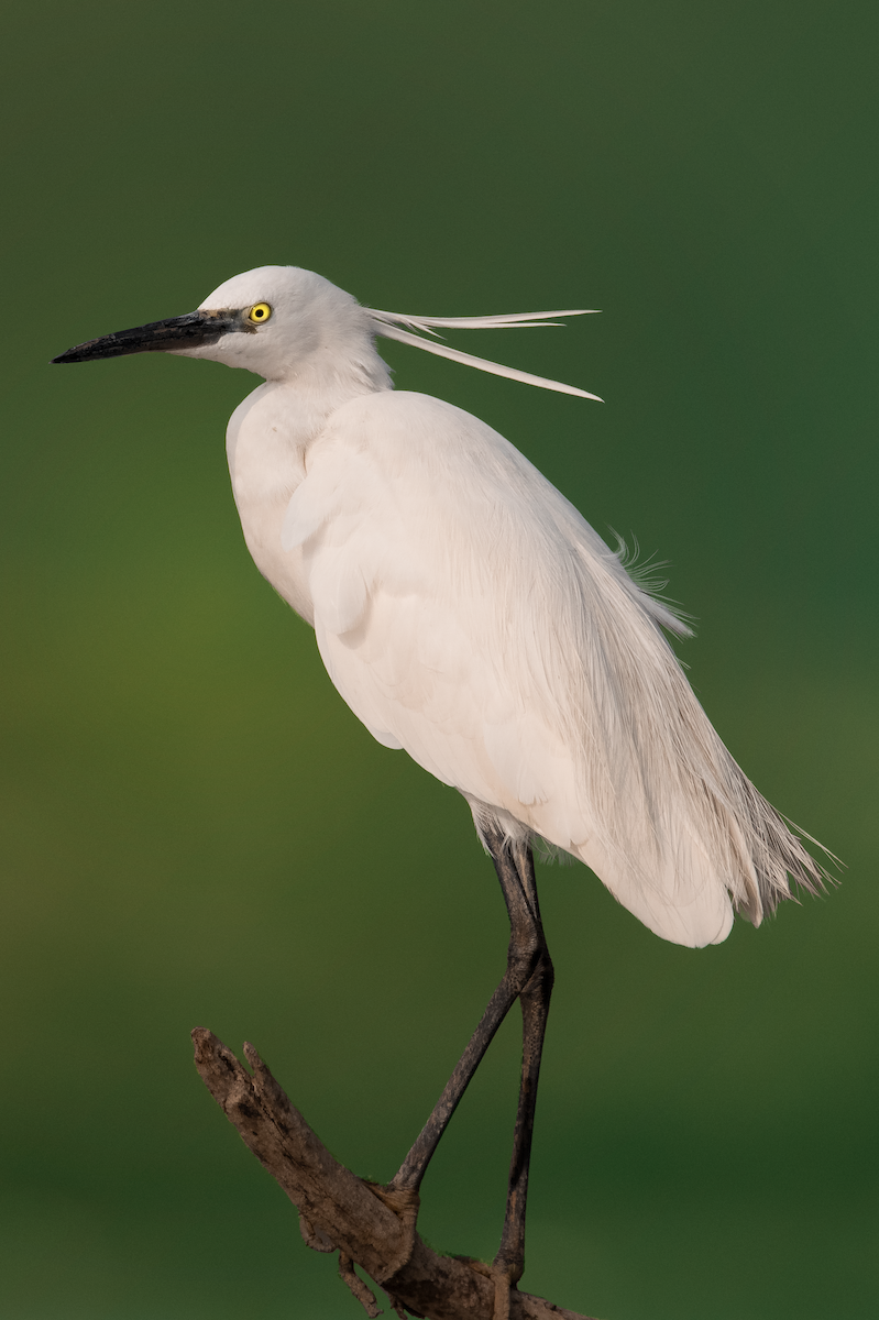 Little Egret - ML407566191