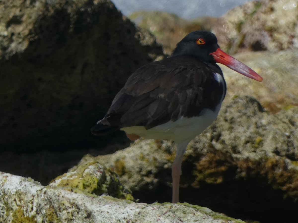 American Oystercatcher - ML407566221