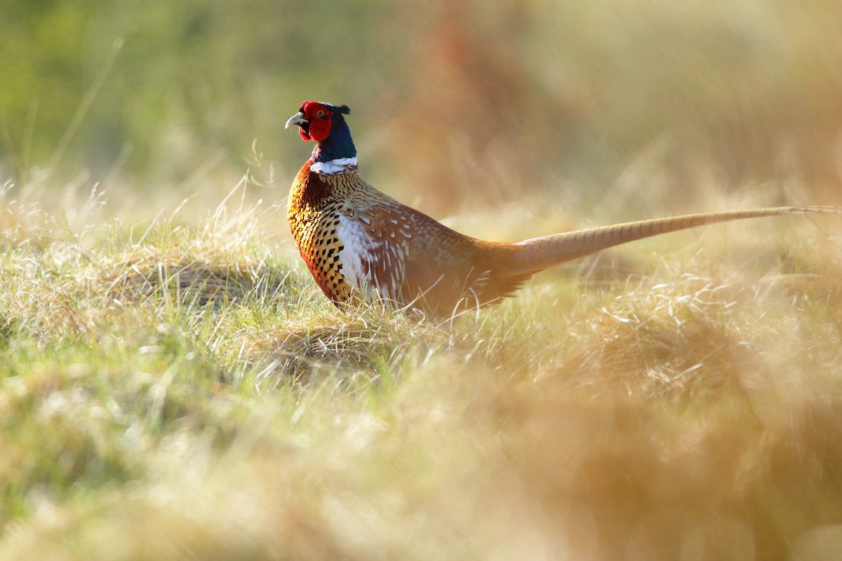 Ring-necked Pheasant - Sabarish B