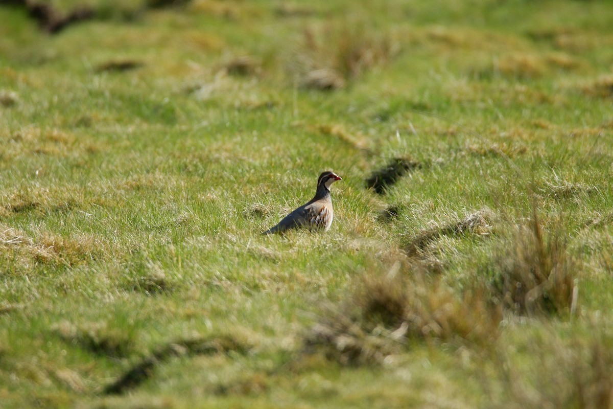 Red-legged Partridge - ML407566751