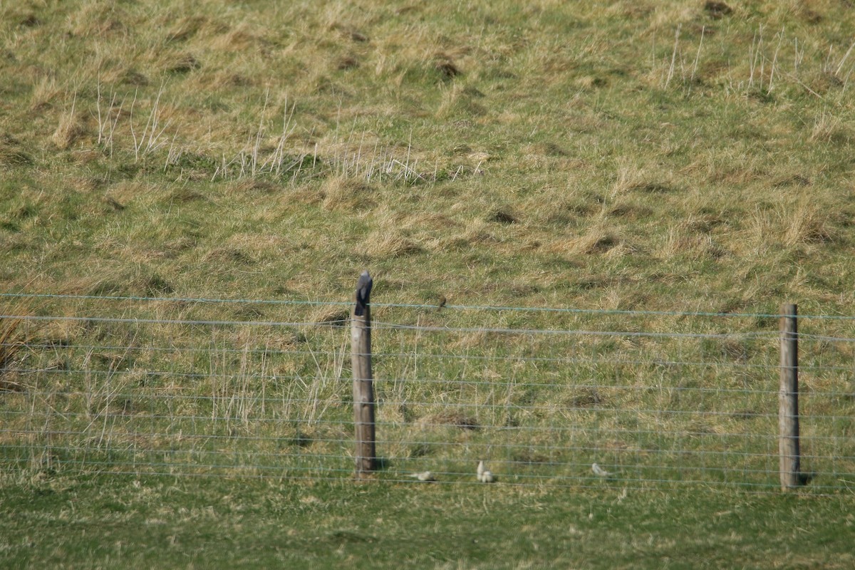 Common Cuckoo - Sabarish B