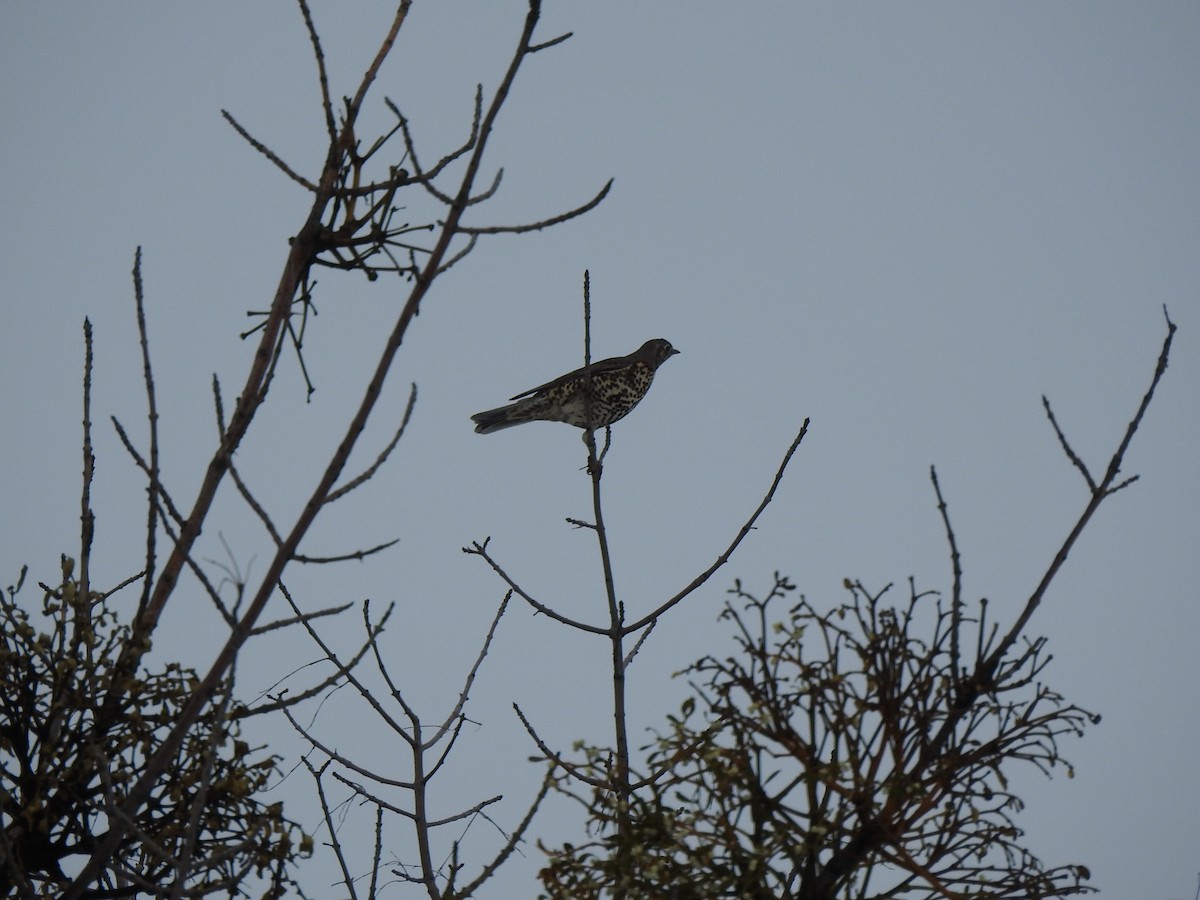 Mistle Thrush - Igor Kozytsky