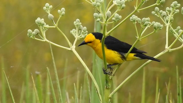 Saffron-cowled Blackbird - ML407570281