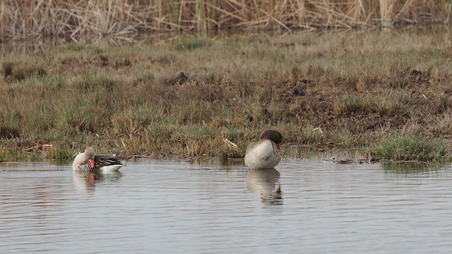 Graylag Goose - ML407571971