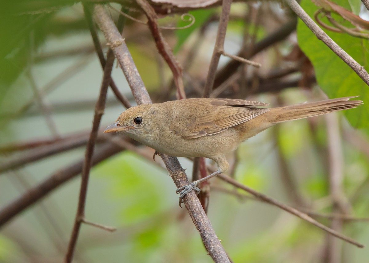 Thick-billed Warbler - ML407572501