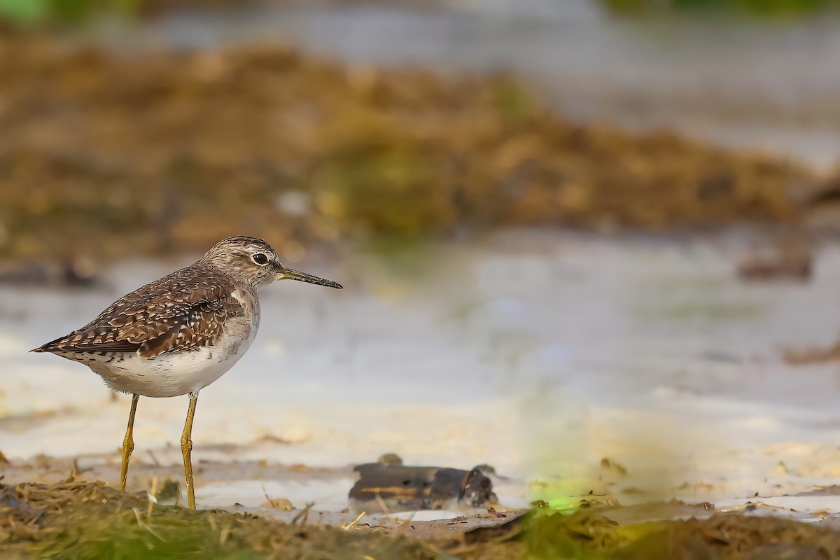 Wood Sandpiper - ML407572661