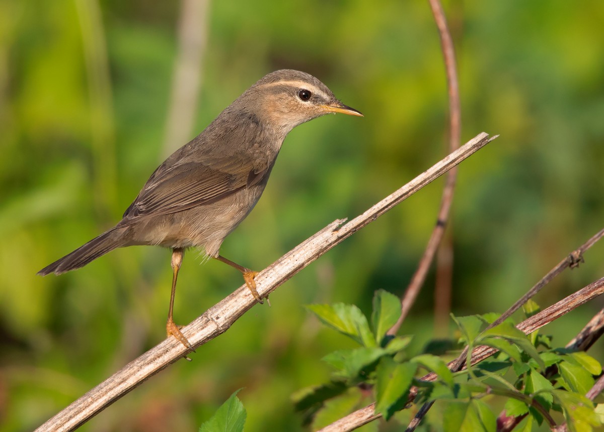 Dusky Warbler - ML407572961