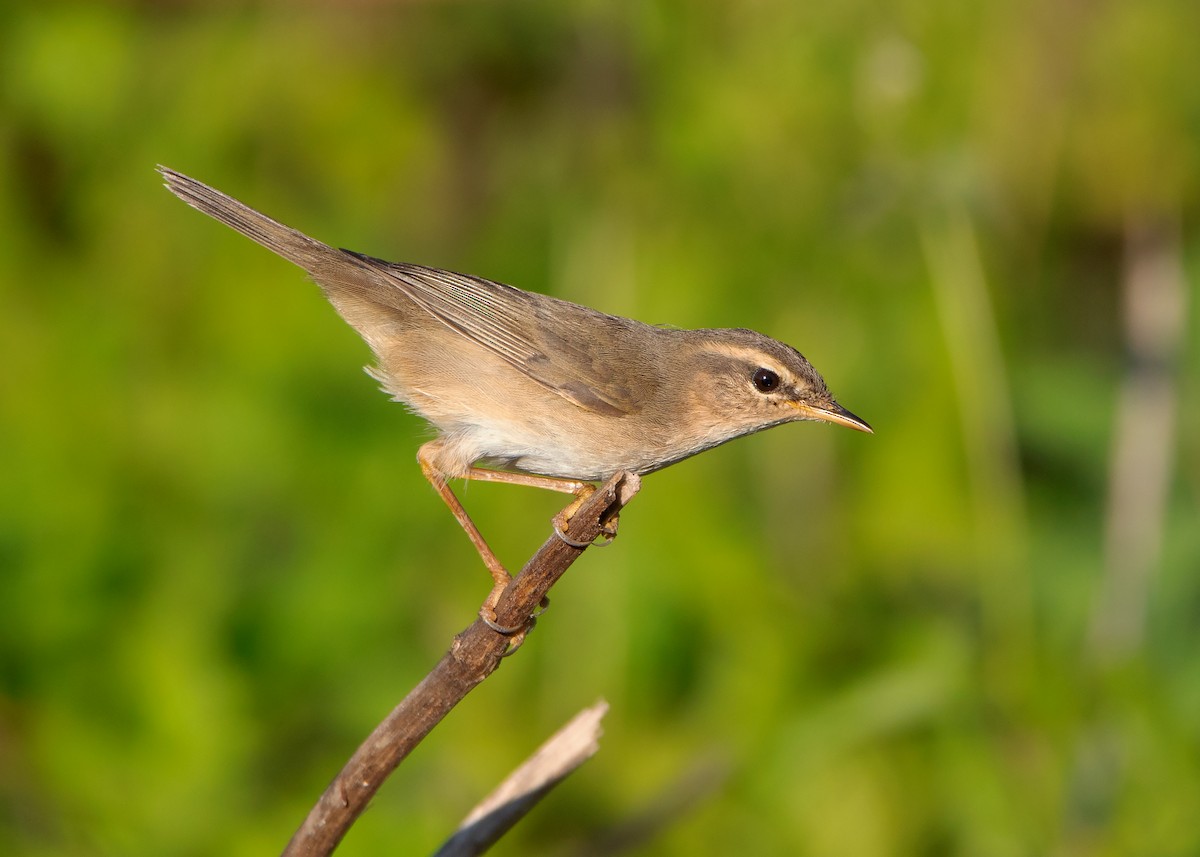 Dusky Warbler - ML407572991