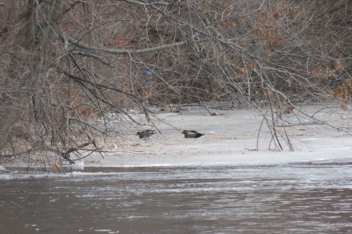 Wood Duck - ML407573041