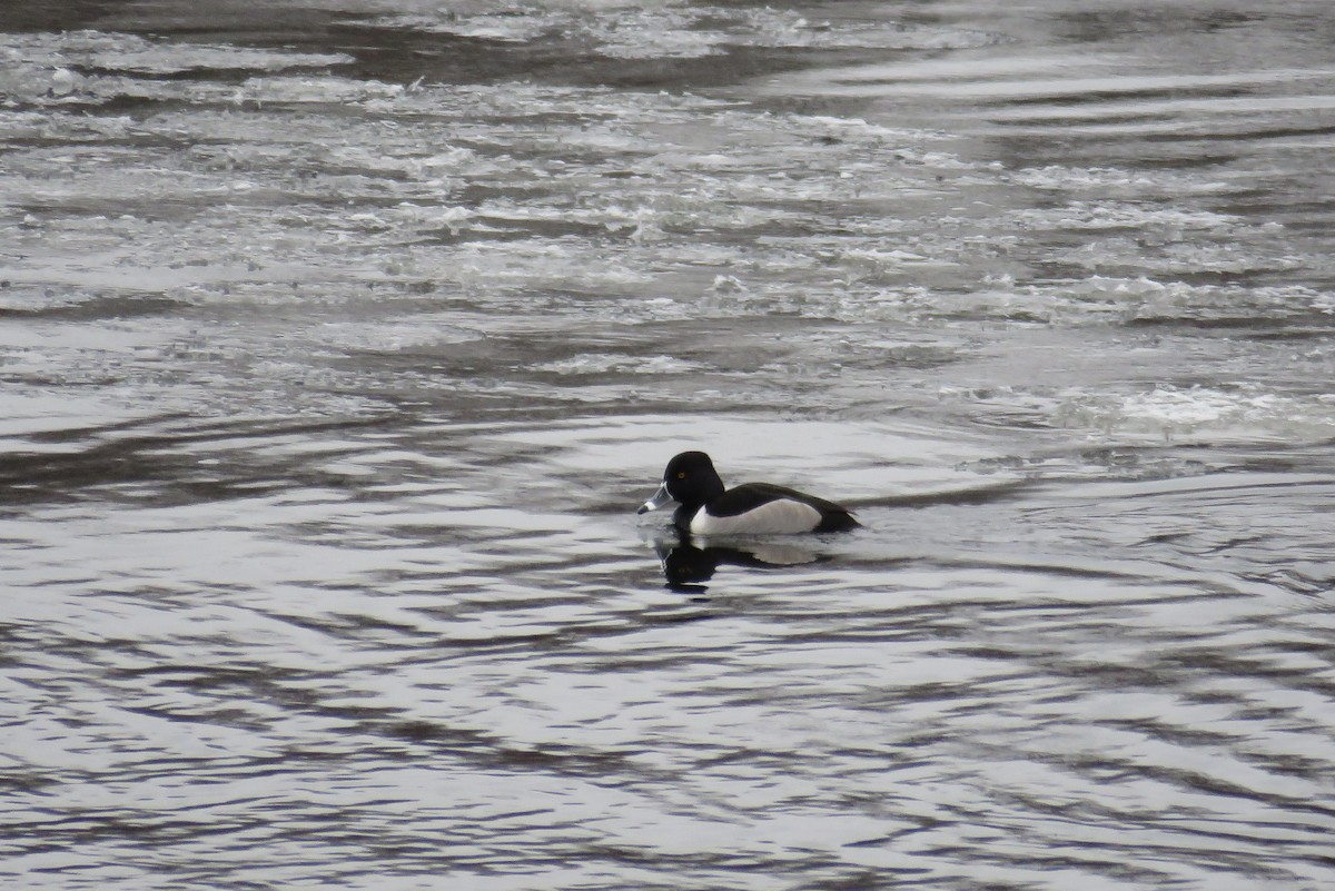 Ring-necked Duck - Josh Fecteau