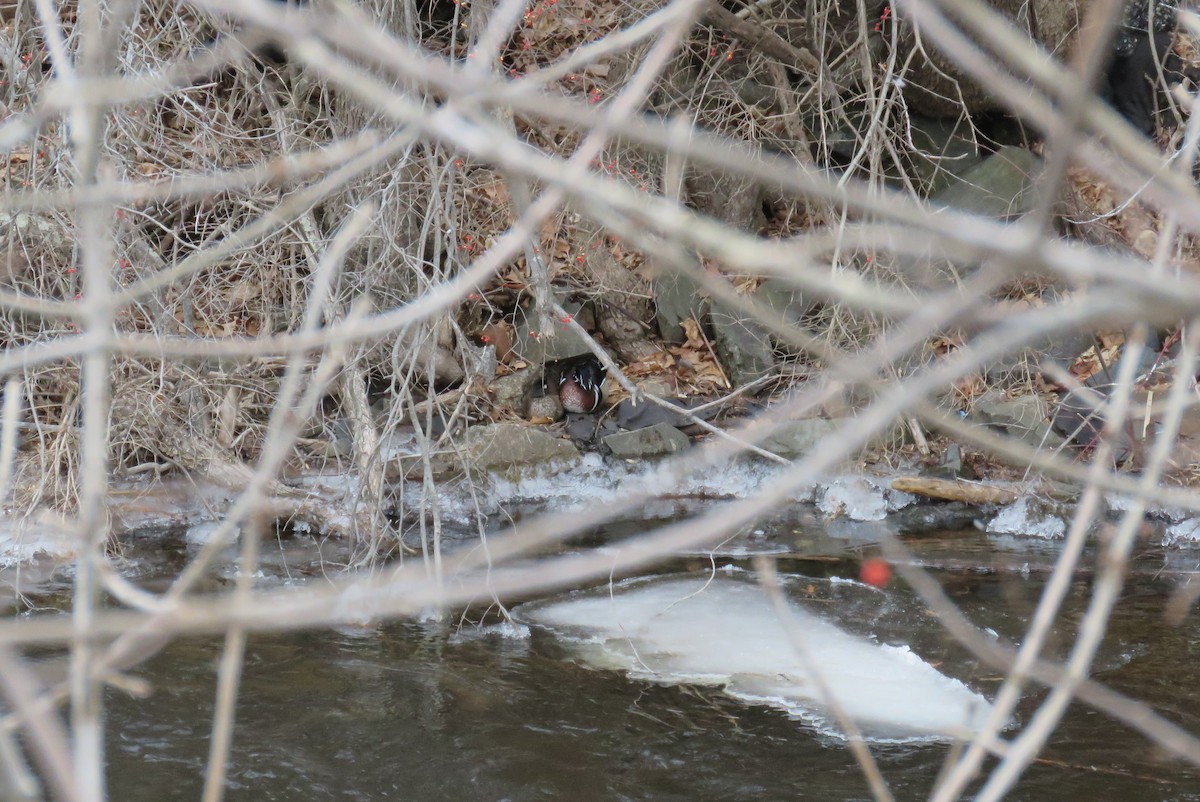 Wood Duck - ML407573141