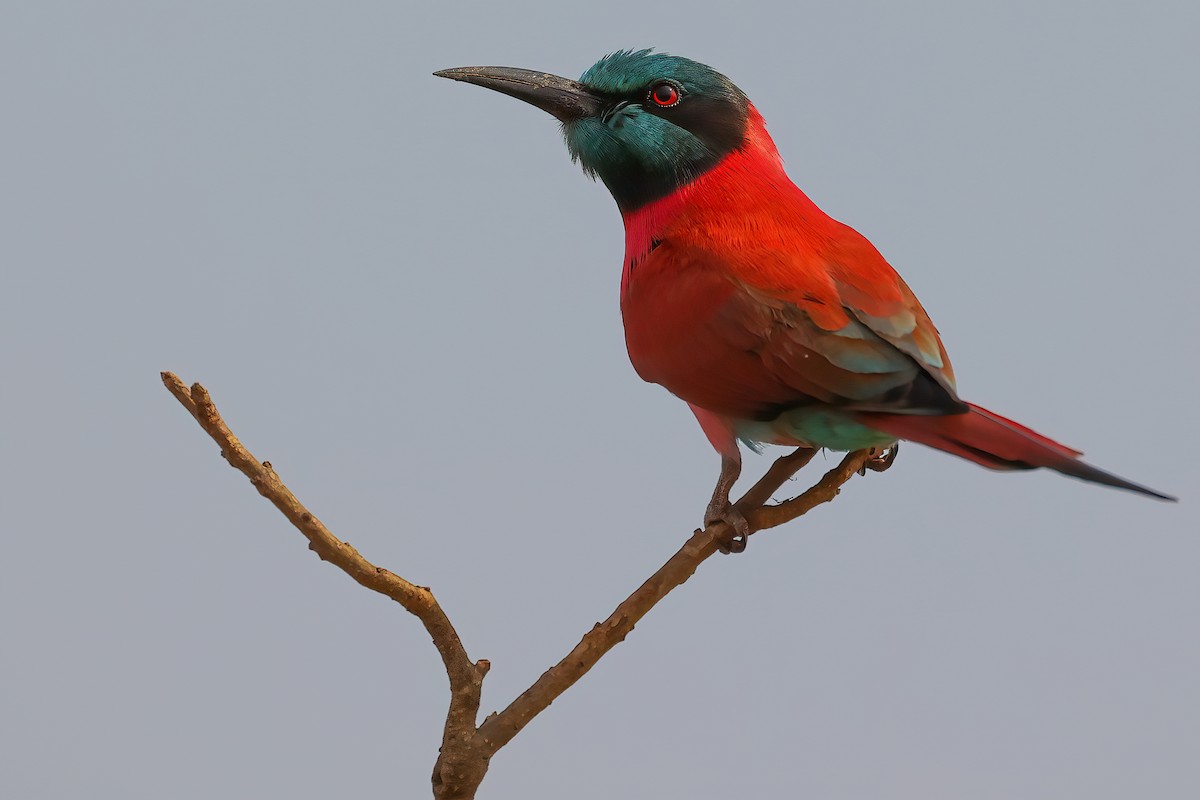 Northern Carmine Bee-eater - ML407574091