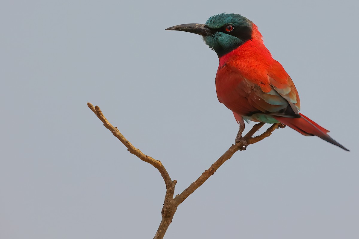 Northern Carmine Bee-eater - ML407574121