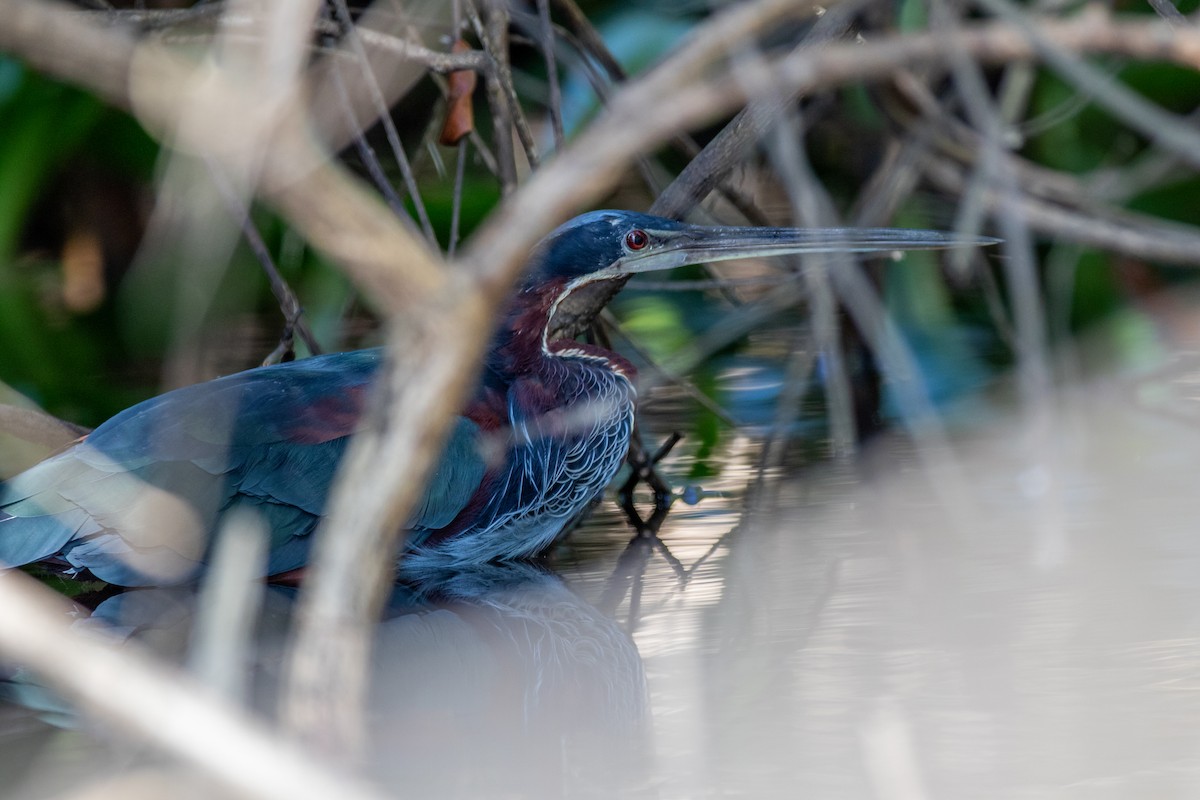 Agami Heron - ML407574191