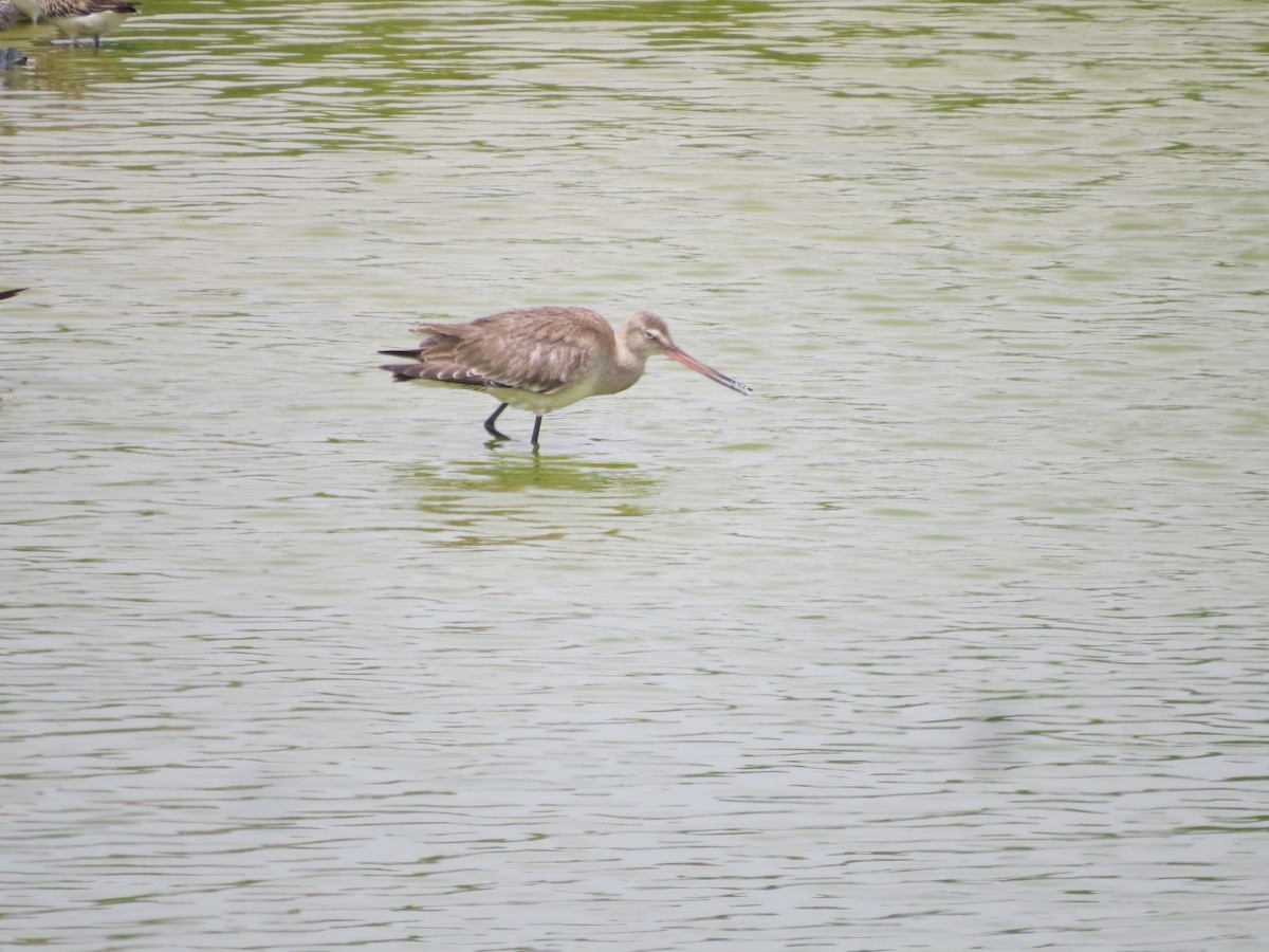 Hudsonian Godwit - ML407576201