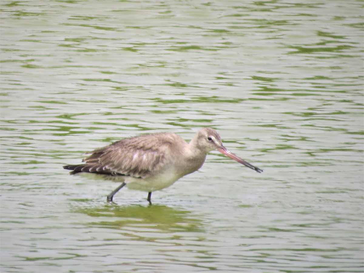 Hudsonian Godwit - ML407576221