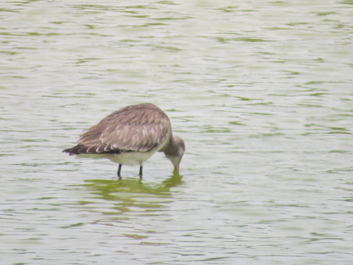 Hudsonian Godwit - ML407576231