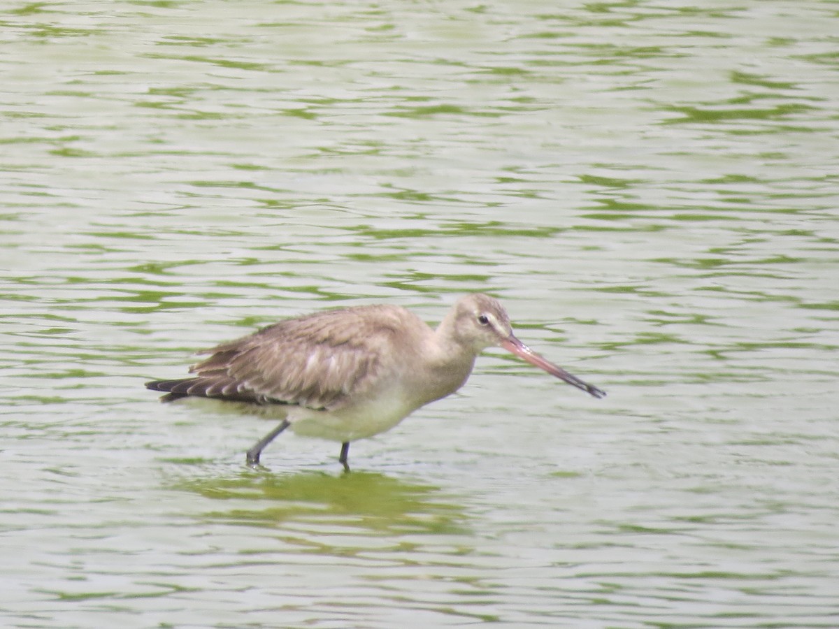 Hudsonian Godwit - ML407576241