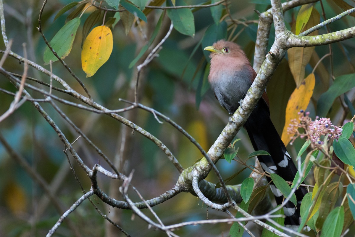 Common Squirrel-Cuckoo - ML407576581