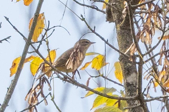 Palm Warbler - Ann Van Sant