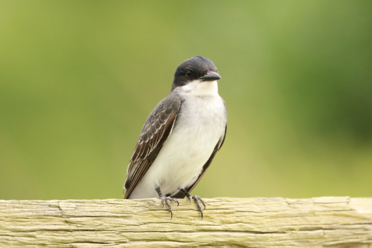 Eastern Kingbird - ML407577521