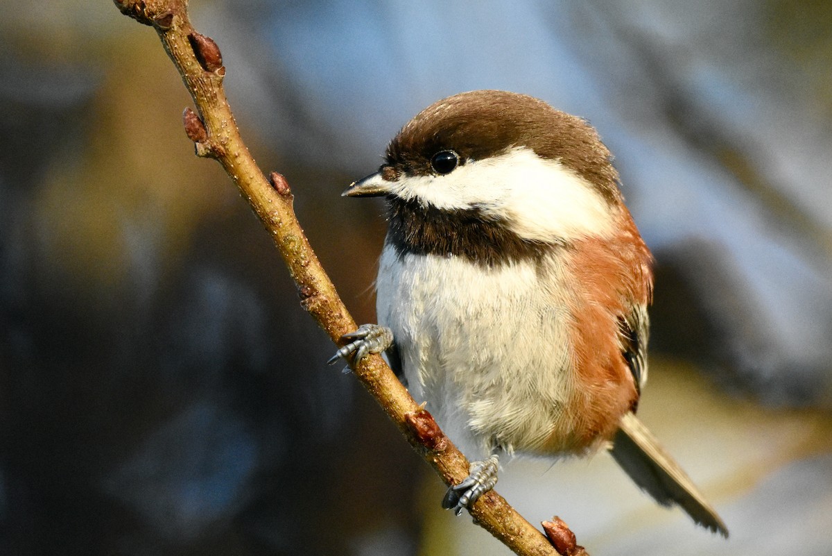 Chestnut-backed Chickadee - George Gibbs