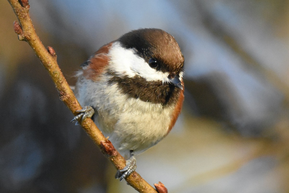 Mésange à dos marron - ML407577621