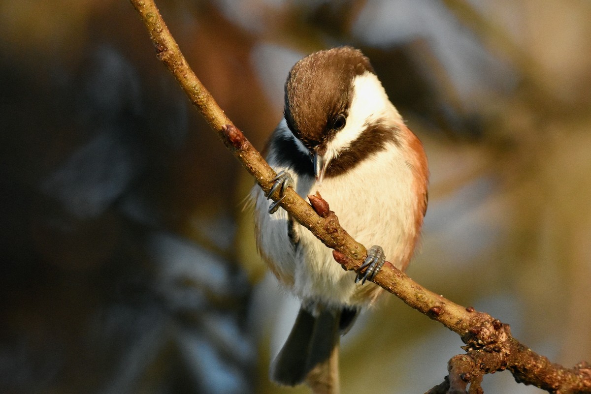 Chestnut-backed Chickadee - George Gibbs