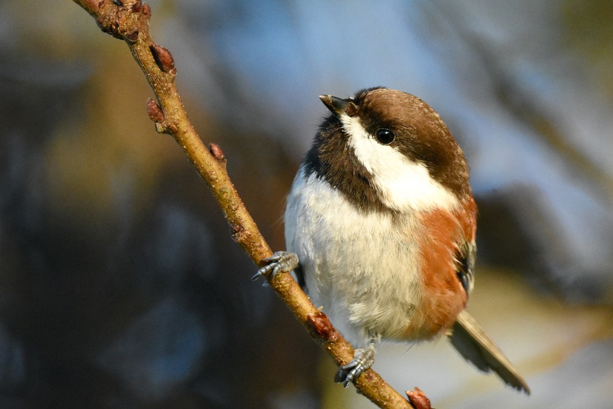 Chestnut-backed Chickadee - George Gibbs