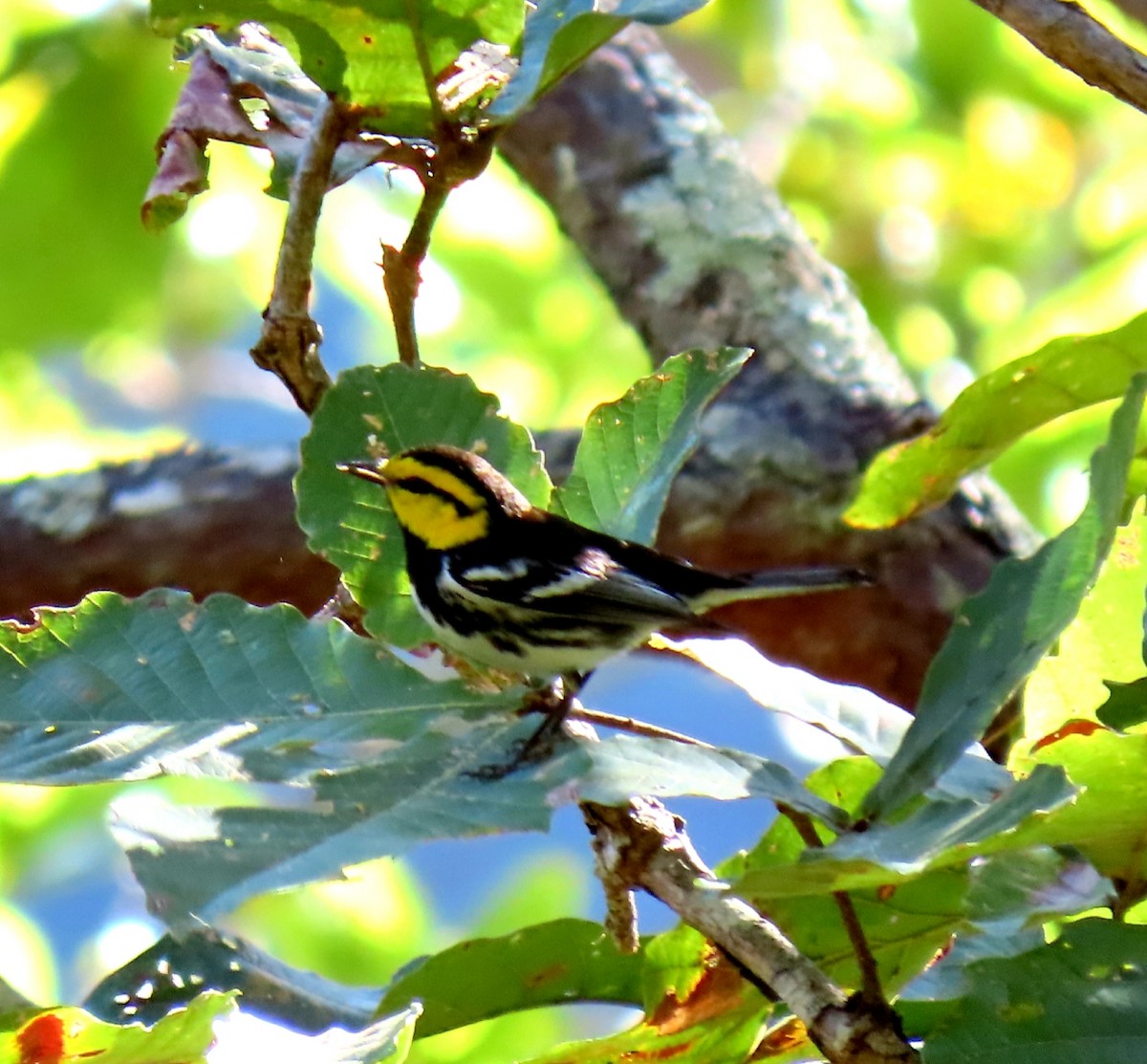 Golden-cheeked Warbler - ML407578771