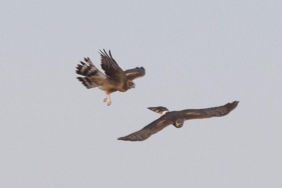 Northern Harrier - Ann Van Sant