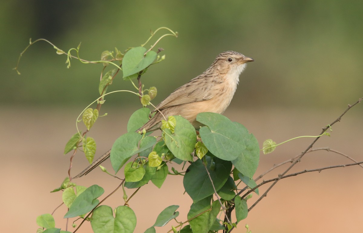 Common Babbler - Vyom Vyas