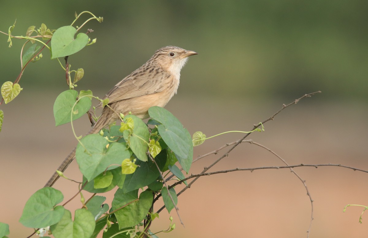 Common Babbler - Vyom Vyas