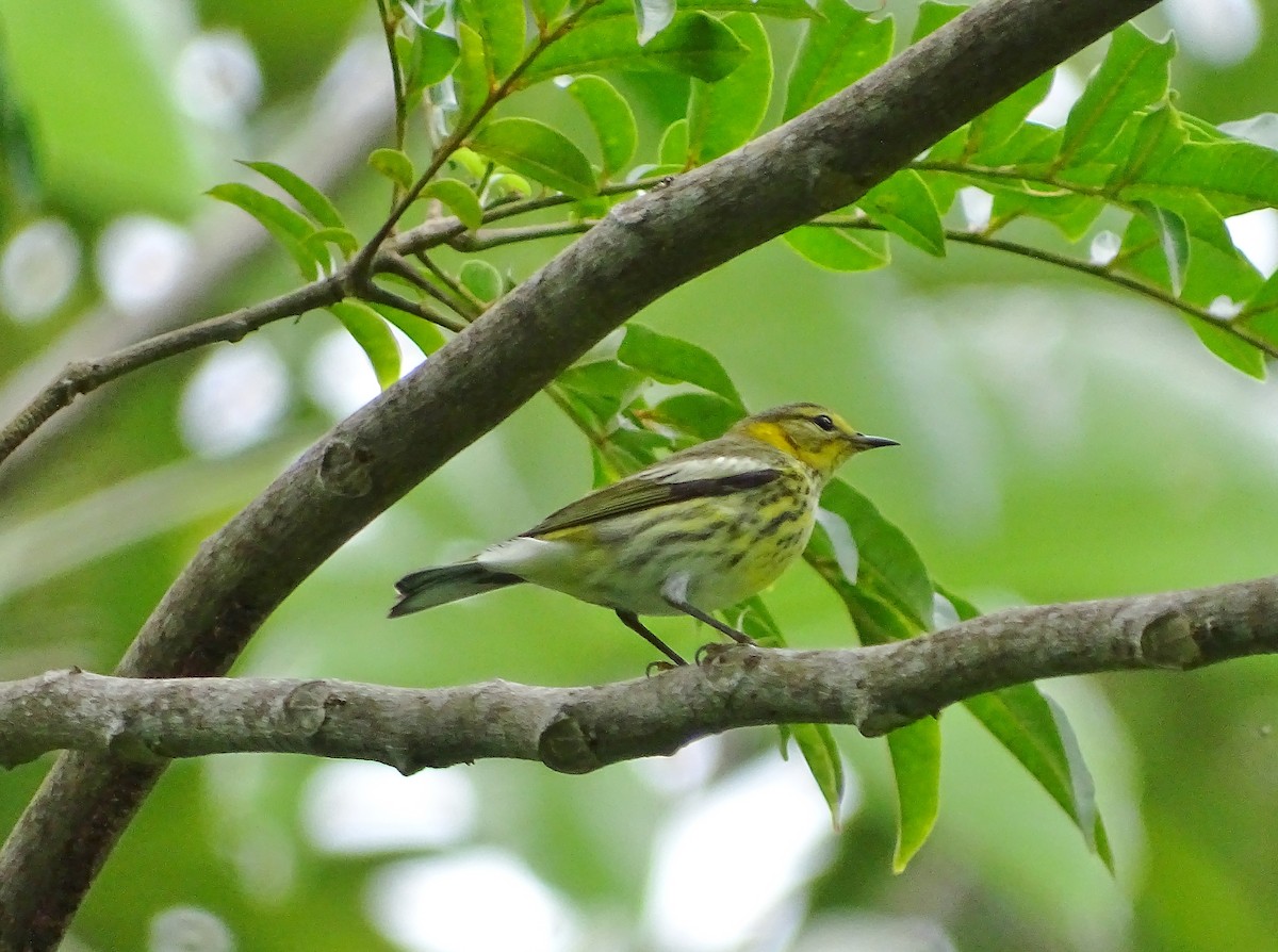 Cape May Warbler - ML40758181