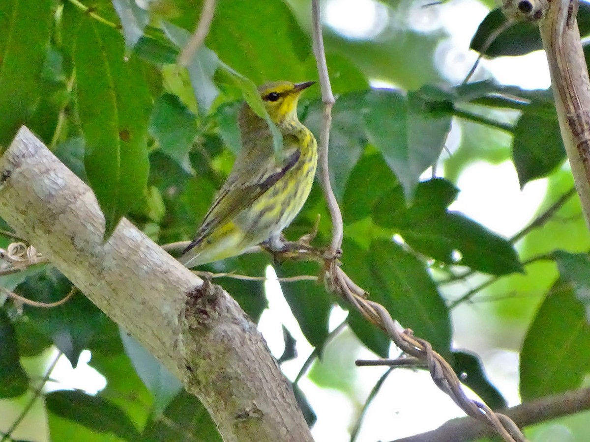 Cape May Warbler - ML40758211