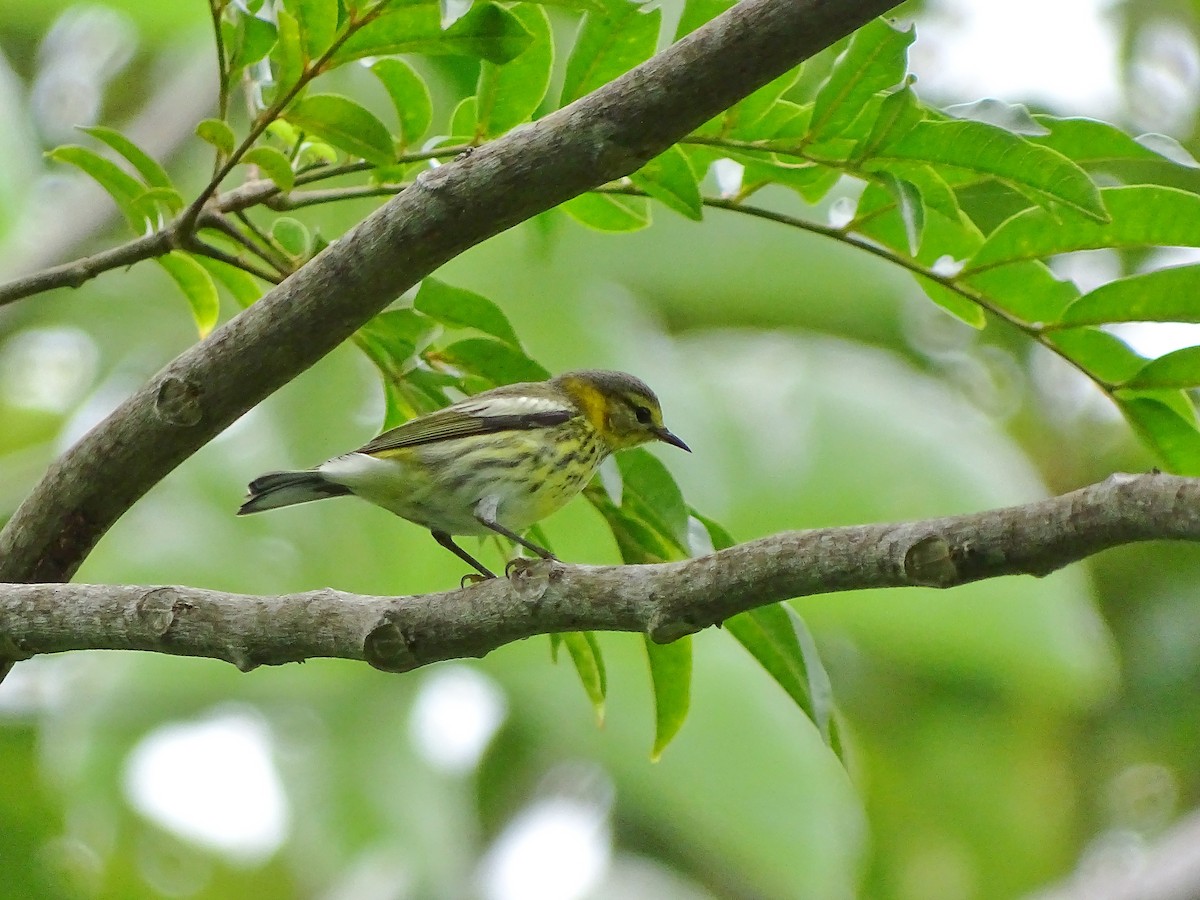 Cape May Warbler - ML40758241