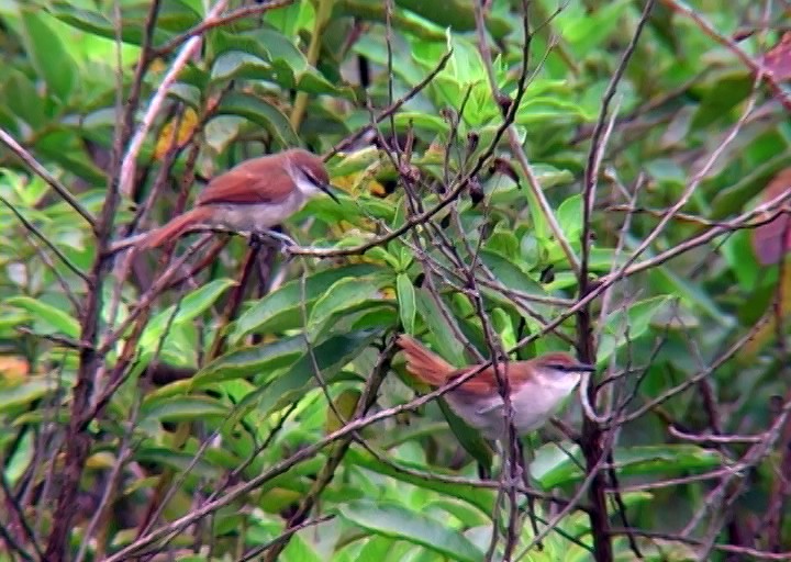 Yellow-chinned Spinetail - ML407583681