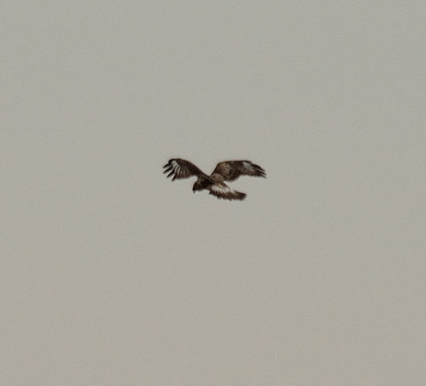 Rough-legged Hawk - ML40758651