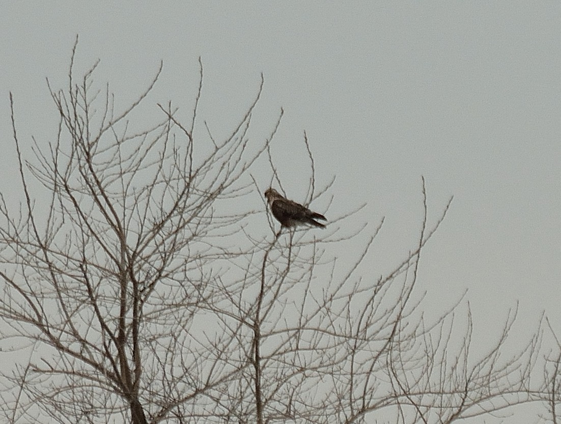 Rough-legged Hawk - ML40758671